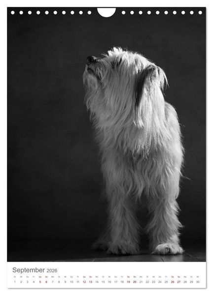 Produktbild: Fine Art Hundeportraits (Wandkalender 2026 DIN A4 hoch), CALVENDO Monatskalender