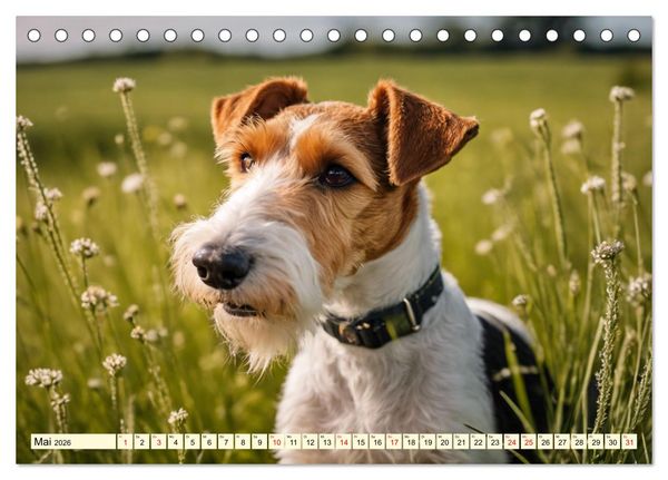 Produktbild: Drahthaar-Foxterrier (Tischkalender 2026 DIN A5 quer), CALVENDO Monatskalender