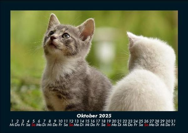 Produktbild: F&uuml;r Katzenfreunde 2025 Fotokalender DIN A5