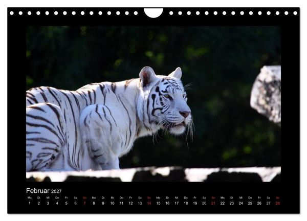 Produktbild: Welt der Katzen - Tiger (Wandkalender 2027 DIN A4 quer), CALVENDO Monatskalender