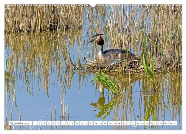 Produktbild: Sturmerprobt - V&ouml;gel an Nordfrieslands K&uuml;ste (hochwertiger Premium Wandkalender 2026 DIN A2 quer), Kunstdruck in Hochglanz