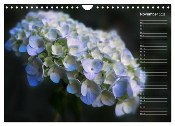 Produktbild: Die Hortensie und ihre vielen Gesichter (Wandkalender 2026 DIN A4 quer), CALVENDO Monatskalender