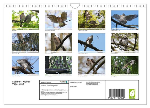 Produktbild: Sperber - Kleiner Vogel Greif (Wandkalender 2026 DIN A4 quer), CALVENDO Monatskalender