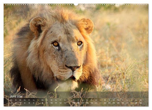Produktbild: Botswana Wildlife (hochwertiger Premium Wandkalender 2026 DIN A2 quer), Kunstdruck in Hochglanz