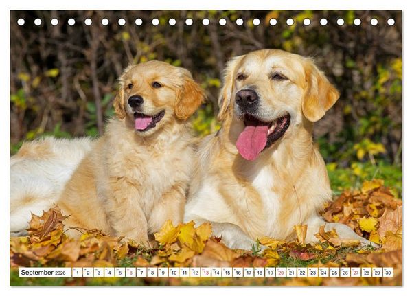 Produktbild: Goldige Herzensbrecher - Golden Retriever Welpen (Tischkalender 2026 DIN A5 quer), CALVENDO Monatskalender