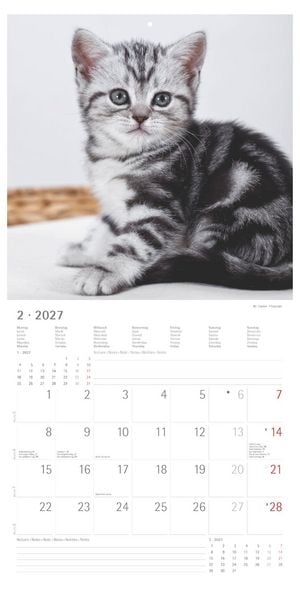 Produktbild: Katzenbabys 2027