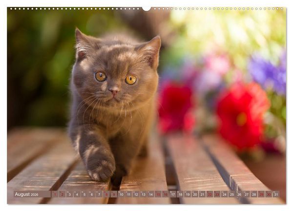 Produktbild: Kittens - Britisch Kurzhaar Katzenkinder (Wandkalender 2026 DIN A2 quer), CALVENDO Monatskalender