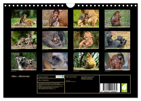 Produktbild: Affen - Affenkinder (Wandkalender 2026 DIN A4 quer), CALVENDO Monatskalender