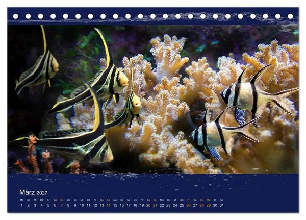 Produktbild: Korallenfische im Lichtschimmer des Meeres (Tischkalender 2027 DIN A5 quer), CALVENDO Monatskalender
