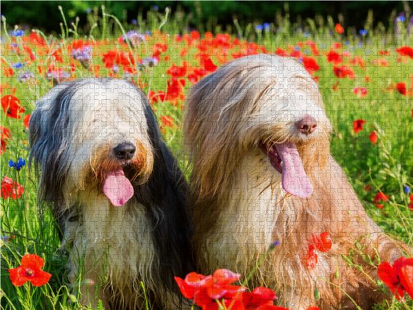 Produktbild: CALVENDO Puzzle Bearded Collies im Mohn | 1000 Teile Lege-Gr&ouml;&szlig;e 64x48cm Foto-Puzzle f&uuml;r gl&uuml;ckliche Stunden