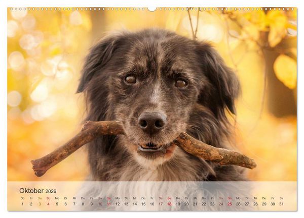 Produktbild: Hunde 2026 - Treue Begleiter (Wandkalender 2026 DIN A2 quer), CALVENDO Monatskalender