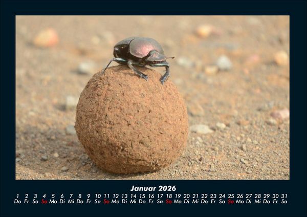 Produktbild: K&auml;fer 2026 Fotokalender DIN A4