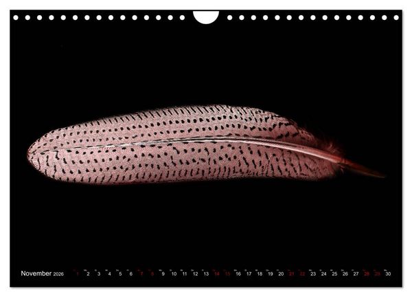 Produktbild: Federleichte Momente (Wandkalender 2026 DIN A4 quer), CALVENDO Monatskalender