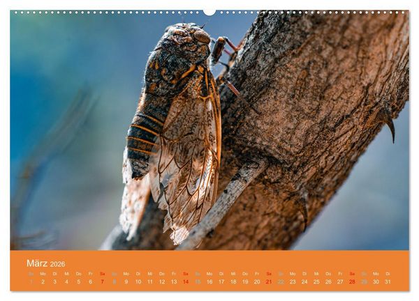 Produktbild: Wildes Leben - Ein Streifzug auf Zehenspitzen (Wandkalender 2026 DIN A2 quer), CALVENDO Monatskalender