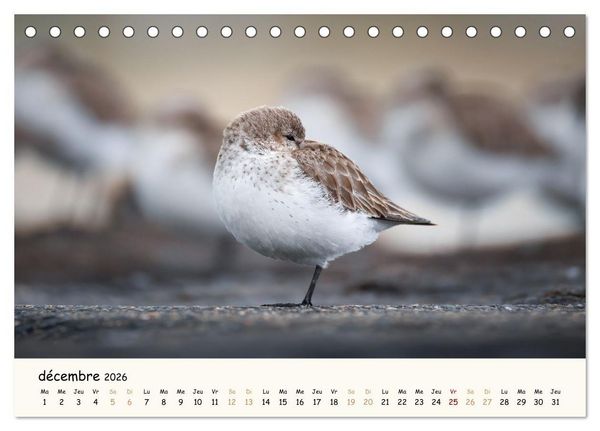 Produktbild: Chuchotements d'ailes - Une ann&eacute;e dans l'intimit&eacute; des oiseaux (Calendrier de bureau 2026 DIN A5 vertical), CALVENDO calendrier mensuel