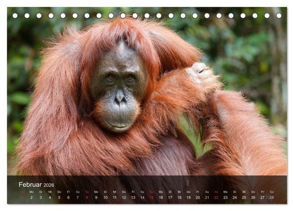 Produktbild: Menschenaffen. Gorillas, Schimpansen, Orang-Utans (Tischkalender 2026 DIN A5 quer), CALVENDO Monatskalender