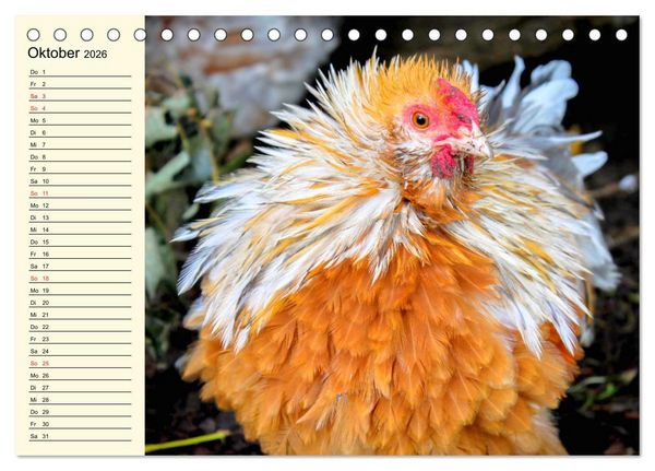 Produktbild: H&uuml;hner. Intelligent, sch&ouml;n und faszinierend (Tischkalender 2026 DIN A5 quer), CALVENDO Monatskalender