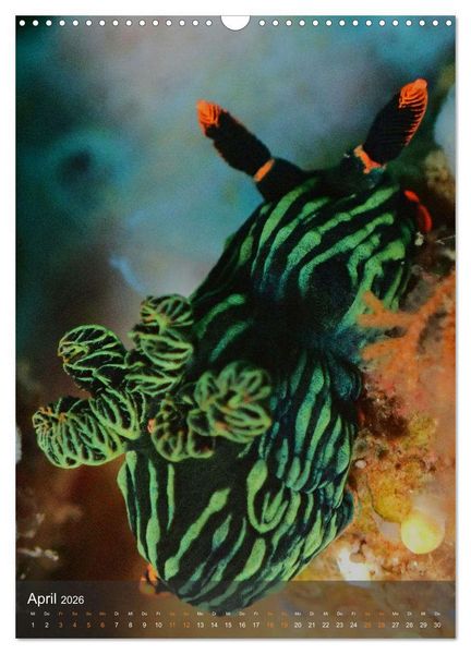 Produktbild: Nudibranches Meeresnacktschnecken aus Nord-Sulawesi (Wandkalender 2026 DIN A3 hoch), CALVENDO Monatskalender