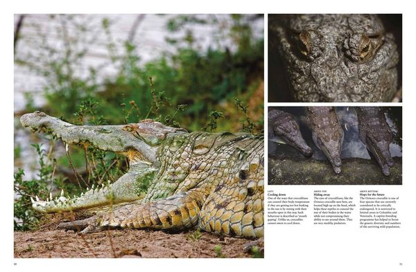 Produktbild: Crocodiles, Alligators & Lizards