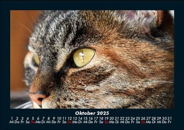 Produktbild: Tiere auf dem Bauernhof 2025 Fotokalender DIN A5