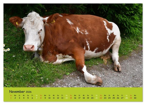 Produktbild: K&uuml;he - Sch&ouml;nheiten der Alpen (Wandkalender 2026 DIN A3 quer), CALVENDO Monatskalender