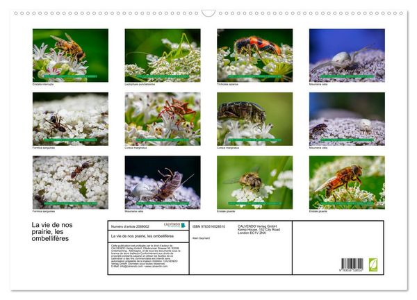 Produktbild: La vie de nos prairie, les ombellif&egrave;res (Calendrier mural 2026 DIN A2 vertical), CALVENDO calendrier mensuel