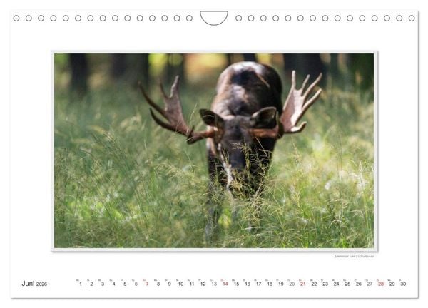 Produktbild: Emotionale Momente: Europ&auml;ischer Elch. / CH-Version (Wandkalender 2026 DIN A4 quer), CALVENDO Monatskalender
