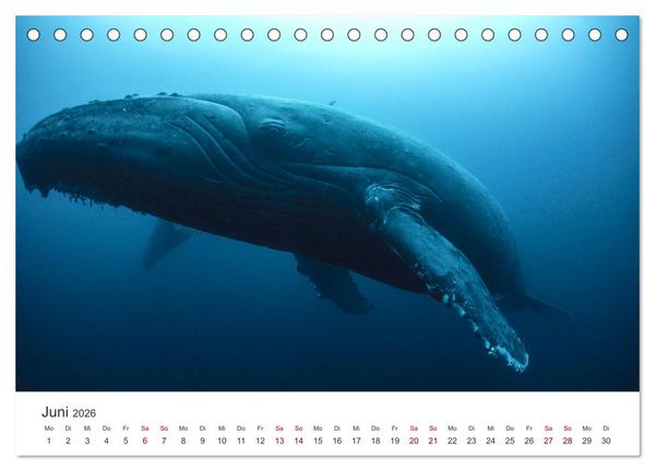 Produktbild: Tiefsee - Ein Abenteuer ins Unbekannte. (Tischkalender 2026 DIN A5 quer), CALVENDO Monatskalender