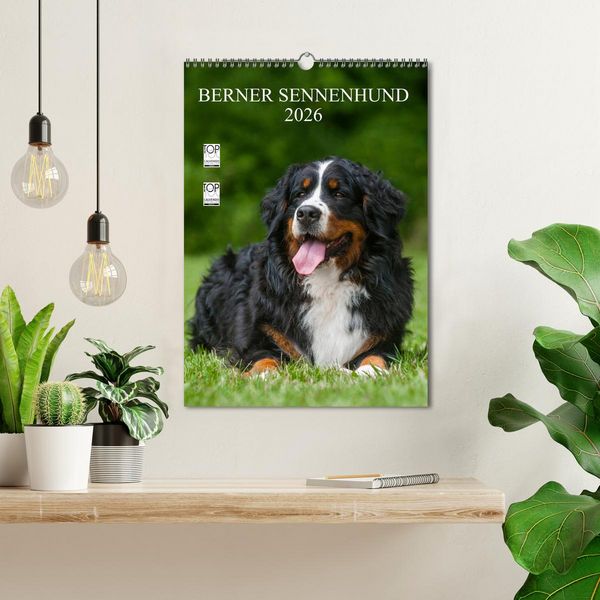 Produktbild: Berner Sennenhund 2026 (Wandkalender 2026 DIN A3 hoch), CALVENDO Monatskalender
