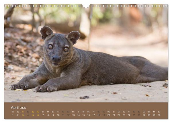 Produktbild: Madagaskars wundersame Tierwelt (Wandkalender 2026 DIN A3 quer), CALVENDO Monatskalender