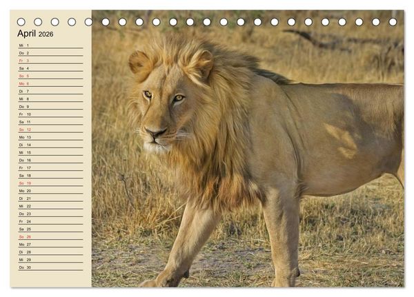 Produktbild: L&ouml;wen in freier Wildbahn (Tischkalender 2026 DIN A5 quer), CALVENDO Monatskalender