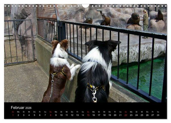 Produktbild: Border Collies machen Urlaub in D&auml;nemark (Wandkalender 2026 DIN A3 quer), CALVENDO Monatskalender