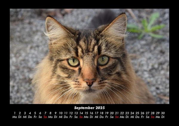 Produktbild: Welt der Tiere 2025 Fotokalender DIN A3