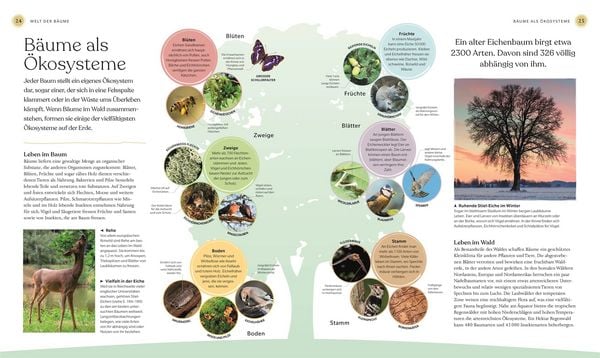 Produktbild: B&auml;ume - Eine Natur- und Kulturgeschichte