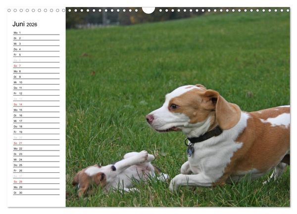 Produktbild: DER BEAGLEige TERMINPLANER (Wandkalender 2026 DIN A3 quer), CALVENDO Monatskalender