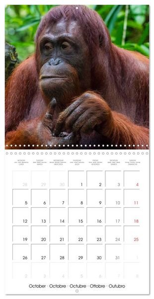 Produktbild: Orangutans Inhabitants of the rainforests (Wall Calendar 2026 12 &times; 12 Inch) CALVENDO 12 Month Wall Calendar
