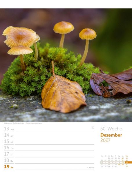 Produktbild: Unser Wald Wochenplaner Kalender 2027