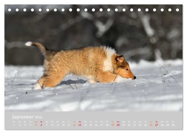 Produktbild: Collie Welpen im Schnee (Tischkalender 2026 DIN A5 quer), CALVENDO Monatskalender