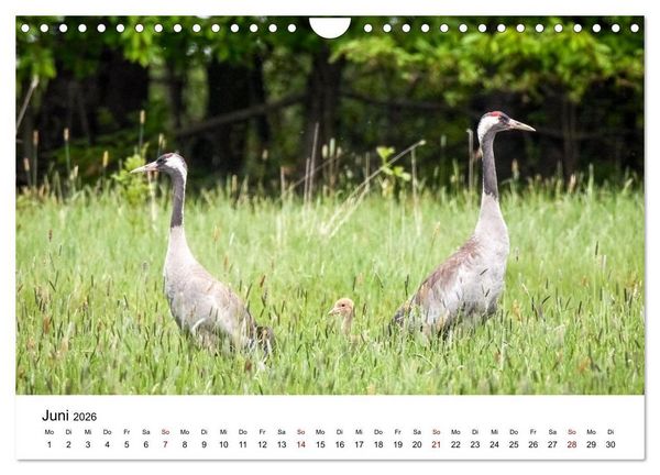 Produktbild: Kraniche im Erzgebirge (Wandkalender 2026 DIN A4 quer), CALVENDO Monatskalender