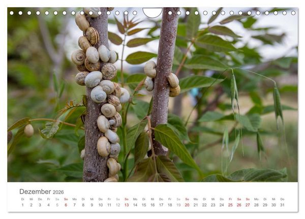 Produktbild: Kreta - Naturlandschaften (Wandkalender 2026 DIN A4 quer), CALVENDO Monatskalender