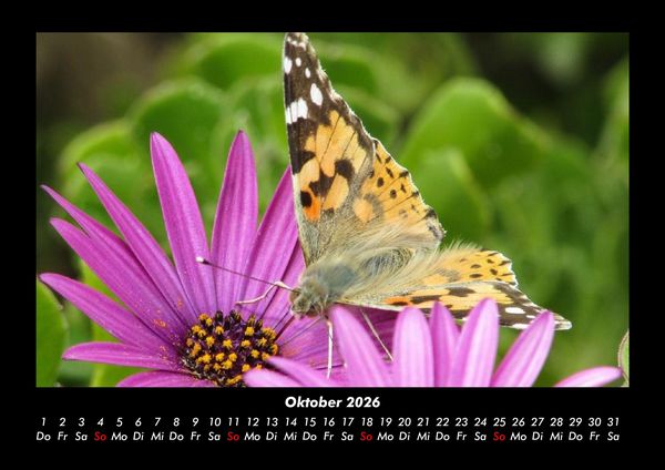 Produktbild: Bunte Pracht der Schmetterlinge 2026 Fotokalender DIN A3