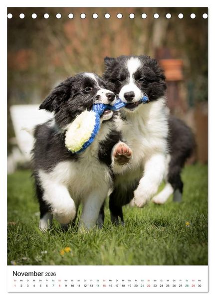 Produktbild: Border Collie Zuckerschnuten (Tischkalender 2026 DIN A5 hoch), CALVENDO Monatskalender