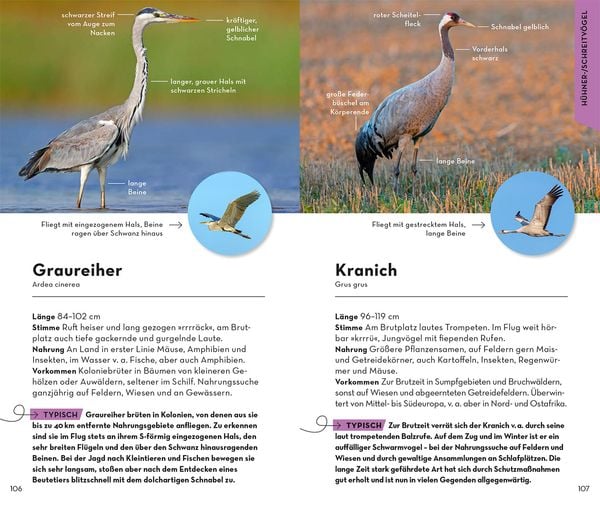 Produktbild: BASIC Gartenv&ouml;gel