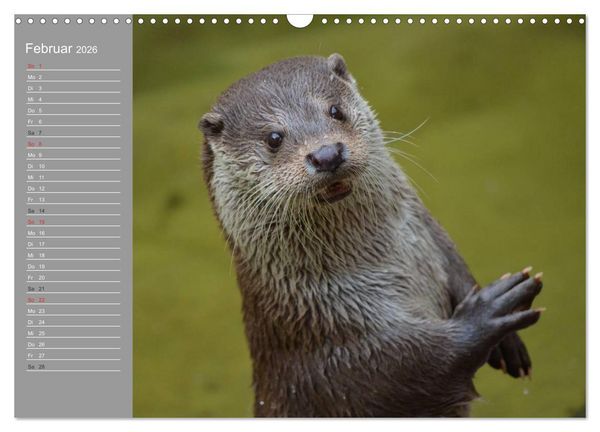 Produktbild: Otter. Frech, laut und clever (Wandkalender 2026 DIN A3 quer), CALVENDO Monatskalender
