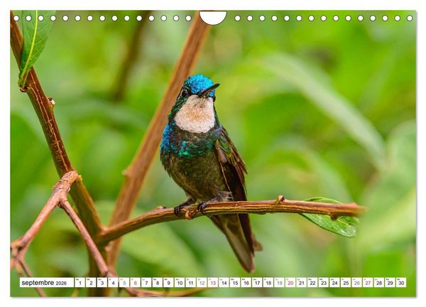 Produktbild: Colibris - pierres pr&eacute;cieuses volantes (Calendrier mural 2026 DIN A4 vertical), CALVENDO calendrier mensuel
