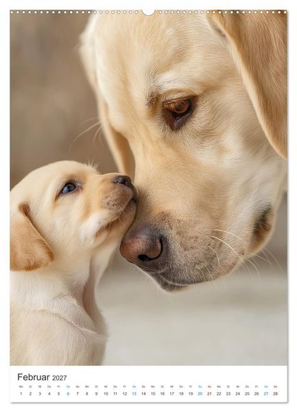 Produktbild: Mein Jahr mit Labradoren (Wandkalender 2027 DIN A2 hoch), CALVENDO Monatskalender