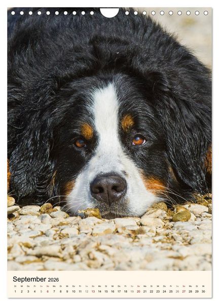 Produktbild: Die sch&ouml;nste Rasse der Welt - Berner Sennenhund (Wandkalender 2026 DIN A4 hoch), CALVENDO Monatskalender