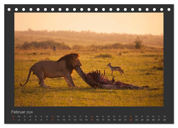 Produktbild: L&ouml;wen Wildlife-Fotografien (Tischkalender 2026 DIN A5 quer), CALVENDO Monatskalender