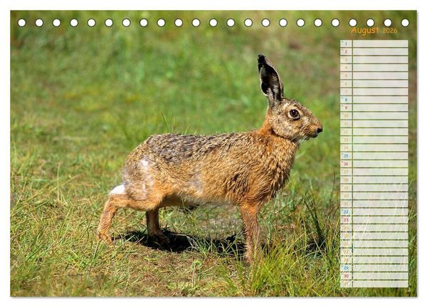 Produktbild: Tiere des Waldes (Tischkalender 2026 DIN A5 quer), CALVENDO Monatskalender