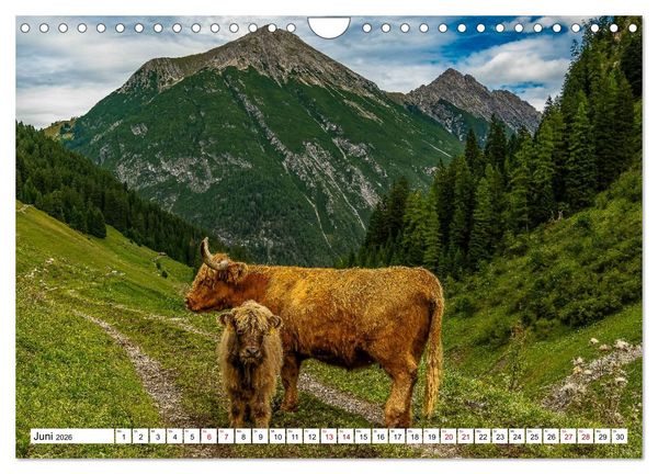 Produktbild: Kuhle Typen (Wandkalender 2026 DIN A4 quer), CALVENDO Monatskalender